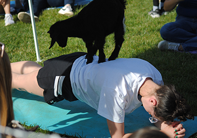 Student doing goat yoga