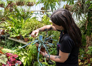 Haley Frey working with plant in greenhouse